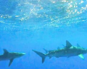 Bikini and Sharks Outtakes!